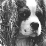 Het ideale verblijf voor je hond: maak het met stalmatten