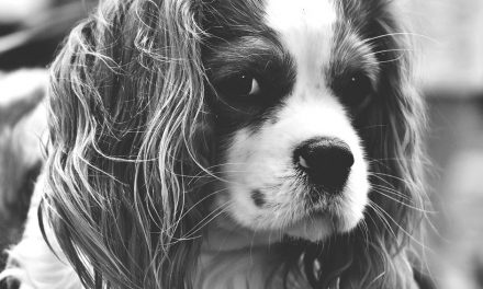 Het ideale verblijf voor je hond: maak het met stalmatten